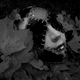 DeathlySin