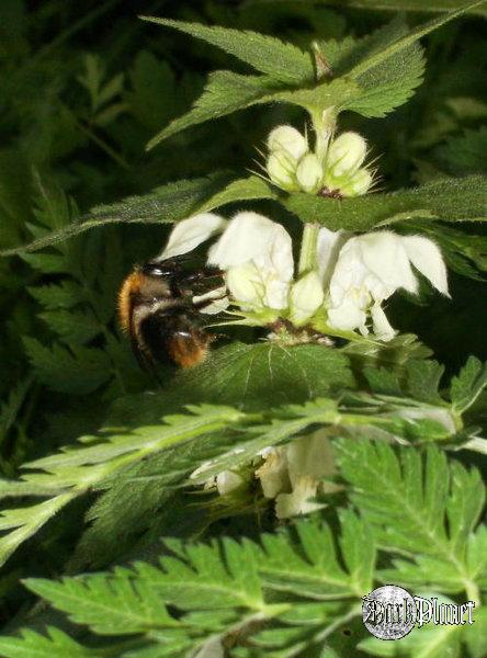 Bombus