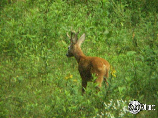 Capreolus capreolus - kozioł / rogacz (jak kto woli)