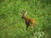 Capreolus capreolus - kozioł / rogacz (jak kto woli) 