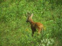 Capreolus capreolus - kozioł / rogacz (jak kto woli)