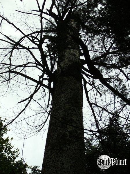 (Defoliacji wskaźnik 100%) - Stare i osamotnione zupełnie jak ja :(