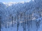 Winter Trees Karadhras