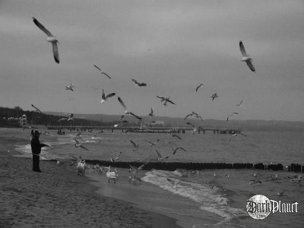 a man who fed seaguls