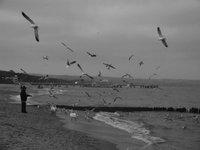 a man who fed seaguls