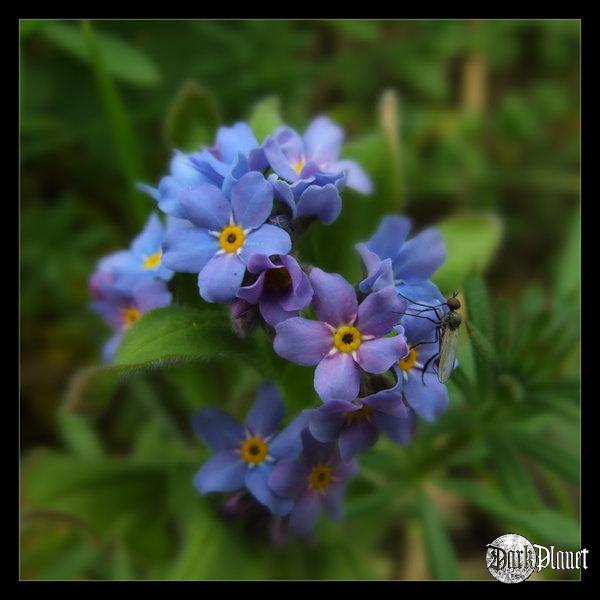 Springtime - Blue Impression 2 [natura]