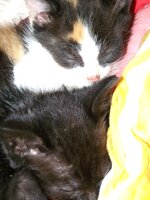 >^.^< kocięta >^.^<