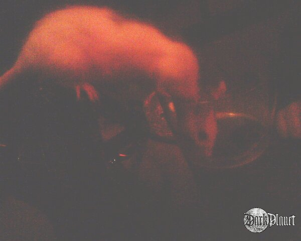 alkoholizm wśród szczurów<br />