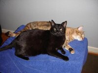 My cats
