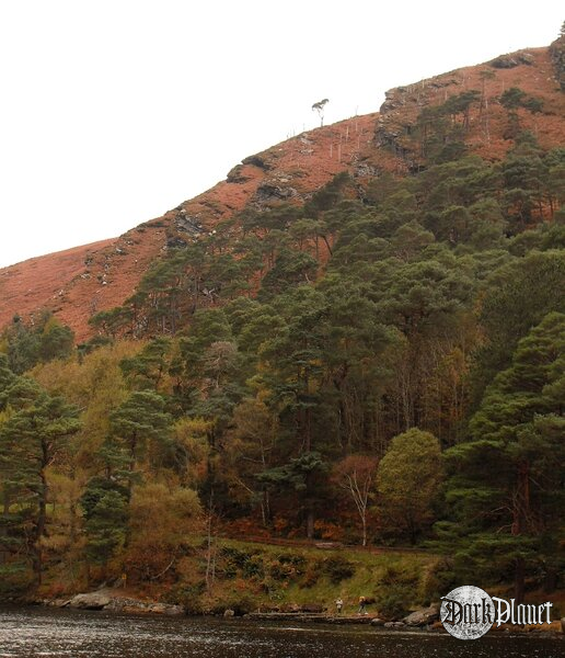 Glendalough [natura] Patrząc na to samotne drzewo ogarnął mnie smutek.