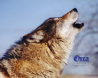 Howling_Soul