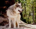 Howling_Soul