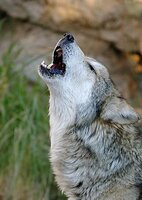 Howling Souls