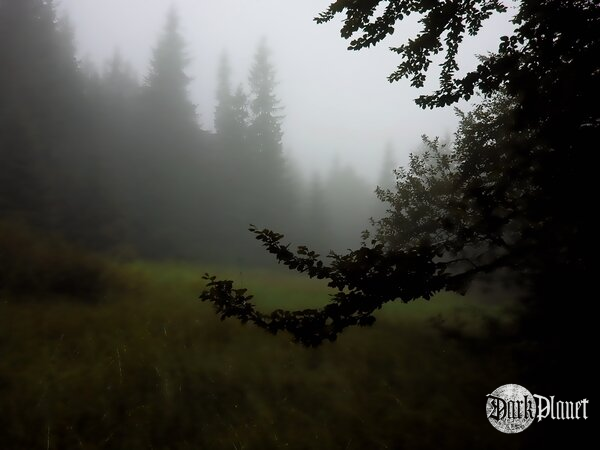 Skog i tåke