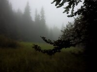Skog i tåke