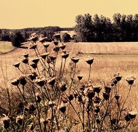 Sierpień