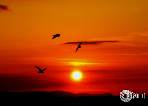 Bird Song