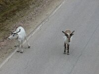 Zamiast ludzi i samochodow... Laponia