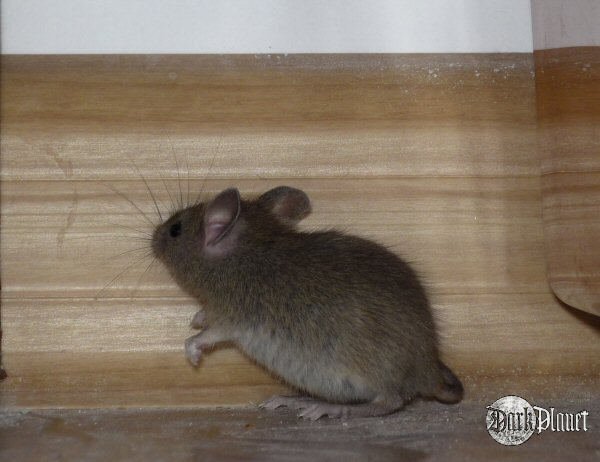 Mysz polna ok 3 cm (natura)