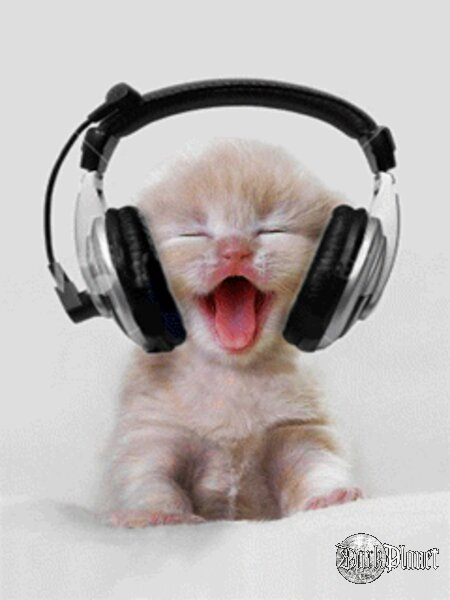 Metal cat