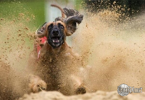 CRAZY ANIMAL