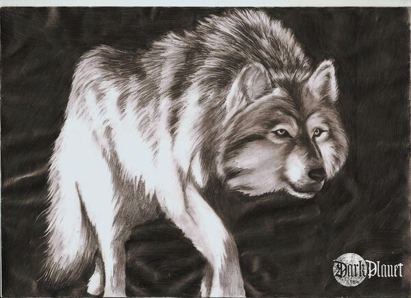 Wilk (syn. wilk szary, Canis lupus) – gatunek ssaków z rodziny psowatych, 