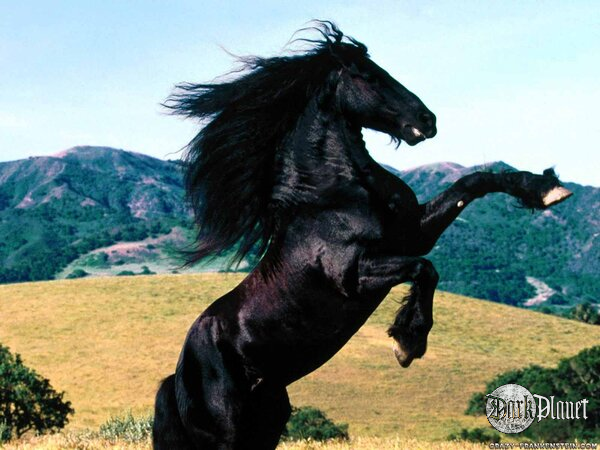 beautiful black horse