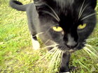 Negru