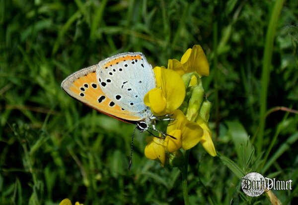 (Natura)