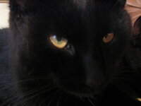 Perfect cats...<br />