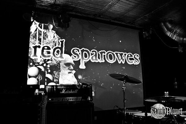 Red Sparowes