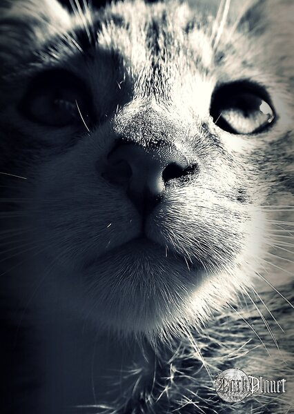Lico Usynowionego :)