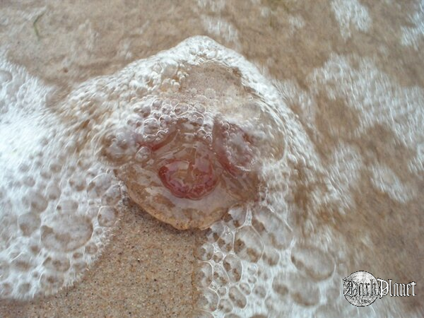 meduza