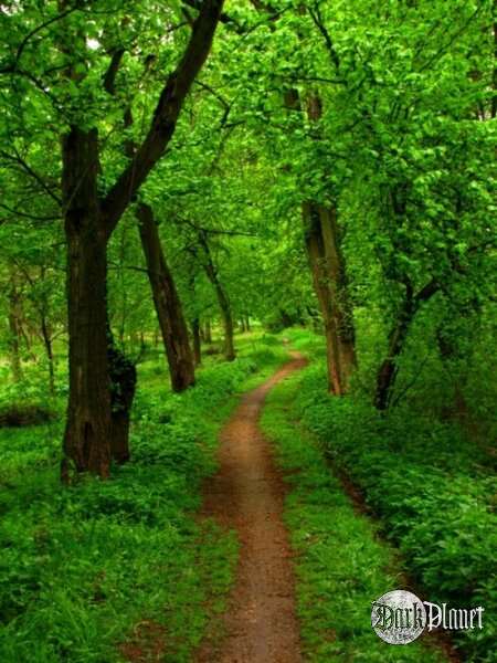 mirkwood