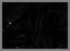 DarkBodies