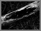 DarkBodies