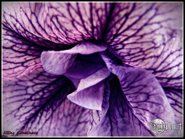 Violet.
