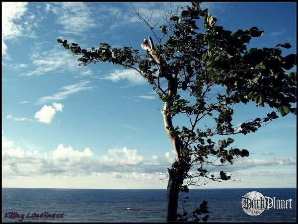 North tree