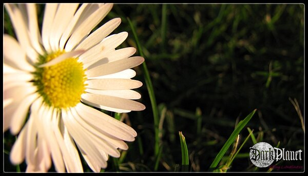 Daisy II