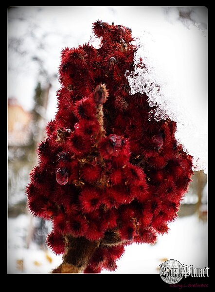 Bloody Red