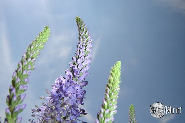 Veronica spicata [Natura]