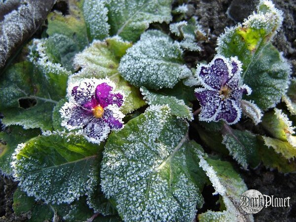 Primula acaulis [Natura]