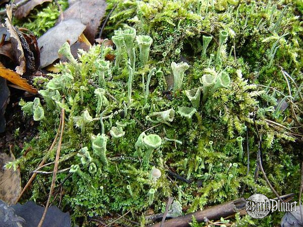 Cladonia sp. [Natura]