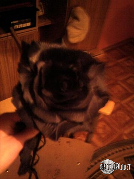 rose