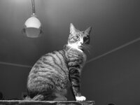 猫の世界