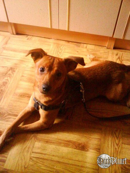 Mój Rocky-Doo ^.^