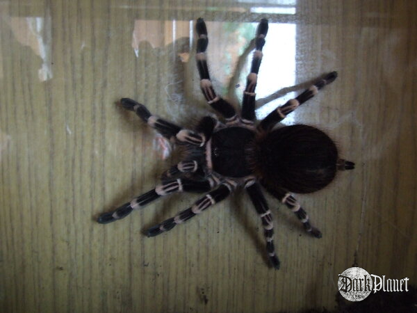 moja większa pociecha :) ptasznik białokolanowy