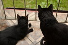 bastet13