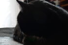 bastet13