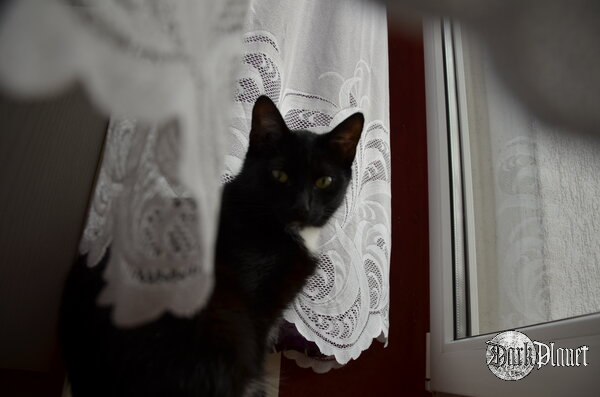 Mau...?